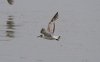 Mediterranean Gull at Southchurch Seafront (Steve Arlow) (42209 bytes)